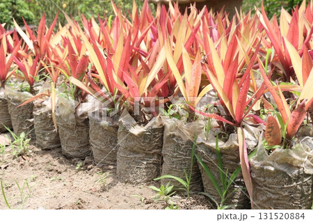 Tradescantia spathacea plant on bag in nursery Tradescantia spathacea plant on bag in nursery 131520884