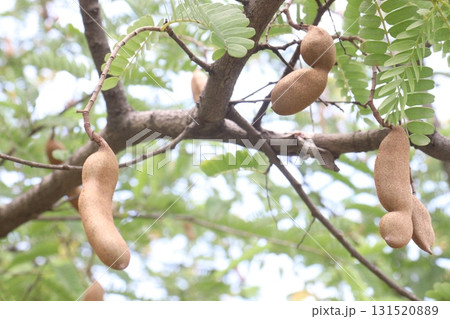 tamarind on tree in farm for sell are cash crops 131520889