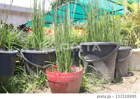 Rough Horsetail plant is a hydro hero 131520895