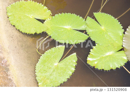 lotus flower plant with leaf 131520908
