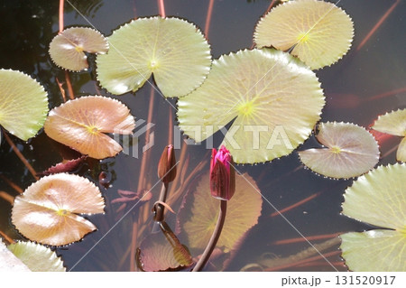 lotus flower plant with leaf 131520917