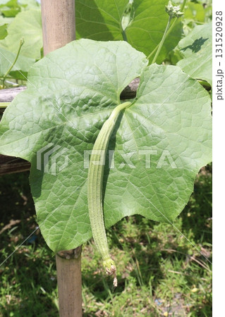 Luffa acutangula on farm for harvest Luffa acutangula on farm for harvest 131520928