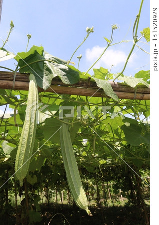 Luffa acutangula on farm for harvest Luffa acutangula on farm for harvest 131520929