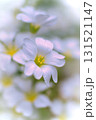 夏雪草 131521147