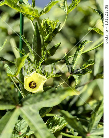咲き始めたオクラの花とオクラ 131521508