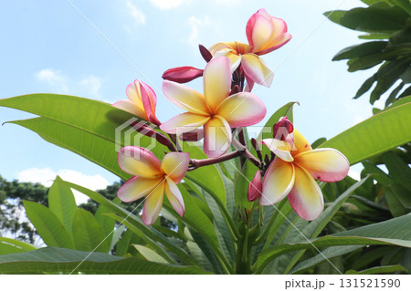 frangipani flower plant on farm 131521590