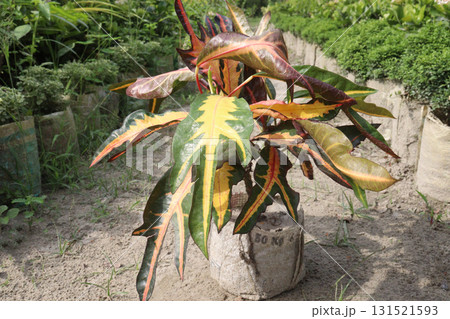 Garden croton tree plant on farm 131521593