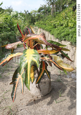 Garden croton tree plant on farm 131521594