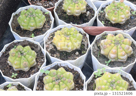 Gymnocalycium saglionis cactus on pot 131521606