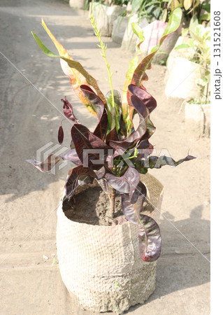 Garden croton tree plant on farm Garden croton tree plant on farm 131521608