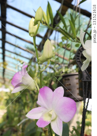Cooktown Orchid flower Plant on nursery 131521618