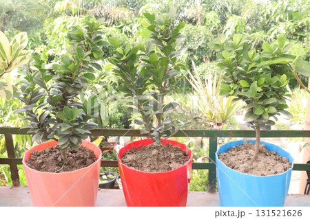 Ficus microcarpa tree plant on farm 131521626