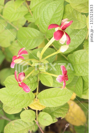 Combretum indicum flower plant on pot 131521633