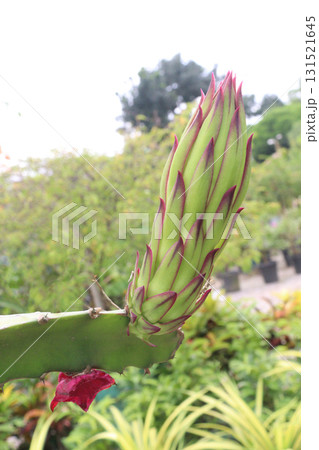 dragon fruit flower on tree in farm dragon fruit flower on tree in farm 131521645