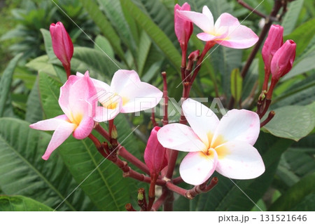 frangipani flower plant on farm 131521646