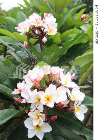frangipani flower plant on farm 131521654