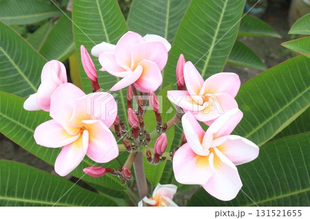 frangipani flower plant on farm frangipani flower plant on farm 131521655