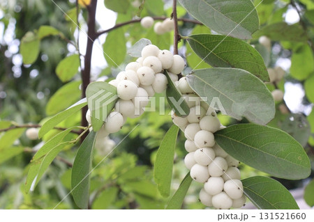 snowberry flower plant on forest 131521660