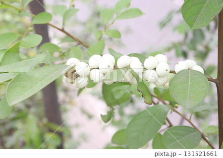 snowberry flower plant on forest 131521661