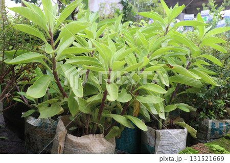 Lobelia tupa flower plant on pot 131521669