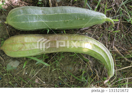 Luffa acutangula on farm for harvest Luffa acutangula on farm for harvest 131521672