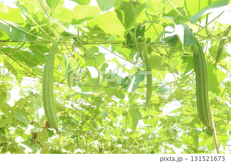 Luffa acutangula on farm for harvest 131521673