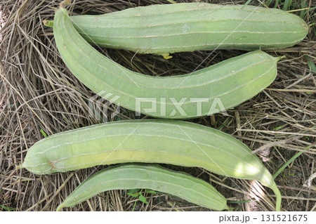 Luffa acutangula on farm for harvest 131521675