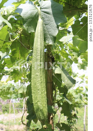 Luffa acutangula on farm for harvest 131521676