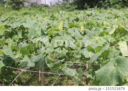 Luffa acutangula on farm for harvest Luffa acutangula on farm for harvest 131521679