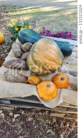 Assortment of pumpkins, yams and gourds arranged on burlap cloth in rustic outdoor autumn display. Concept of harvest season, organic produce and traditional countryside celebration Assortment of pumpkins, yams and gourds arranged on burlap cloth in rustic outdoor autumn display. Concept of harvest season, organic produce and traditional countryside celebration 131521824