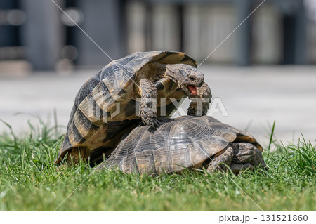 Testudo Marginata Breitrandschildkroete im Freilauf bei Paarung Vermehrung als Paar durch Reiten Aufstieg Turtle Testudo Marginata Breitrandschildkroete im Freilauf bei Paarung Vermehrung als Paar durch Reiten Aufstieg Turtle 131521860