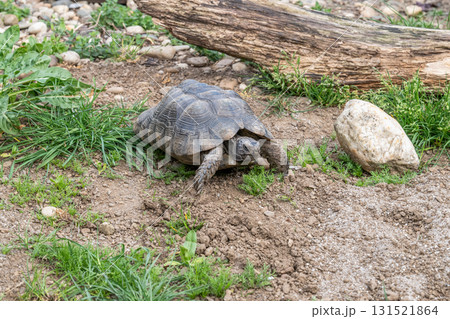 Testudo Marginata Breitrandschildkroete im Freilauf bei Paarung Vermehrung als Paar durch Reiten Aufstieg Turtle 131521864