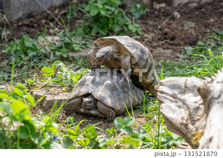 Testudo Marginata Breitrandschildkroete im Freilauf bei Paarung Vermehrung als Paar durch Reiten Aufstieg Turtle Testudo Marginata Breitrandschildkroete im Freilauf bei Paarung Vermehrung als Paar durch Reiten Aufstieg Turtle 131521870