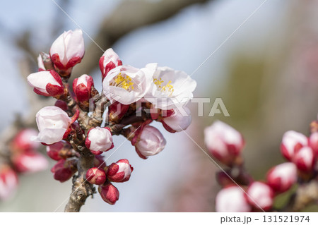 アンズ アンズ 131521974