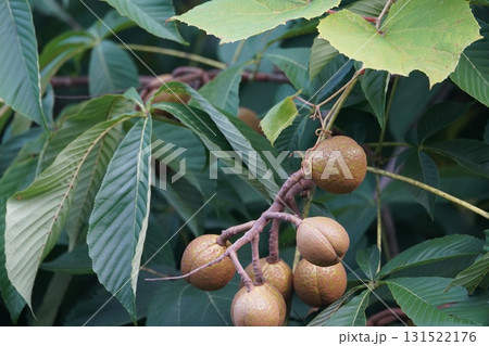 実り豊かなマロニエ 実り豊かなマロニエ 131522176