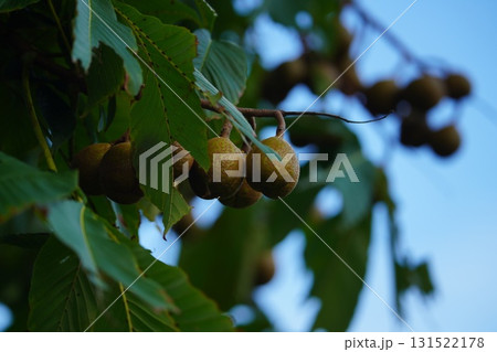 実り豊かなマロニエ 131522178