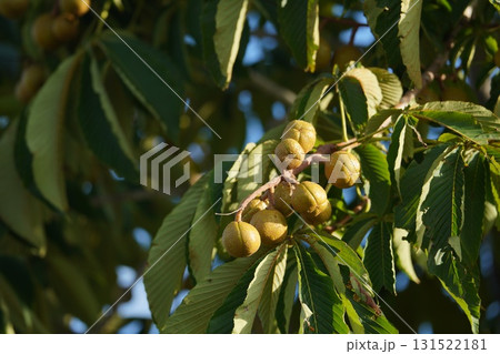 実り豊かなマロニエ 131522181
