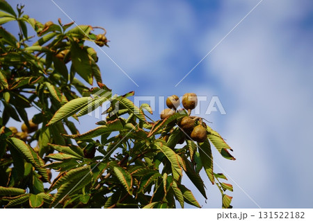 秋空と実り豊かなマロニエ 131522182