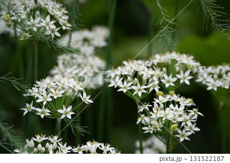朝陽に輝くニラの花 131522187