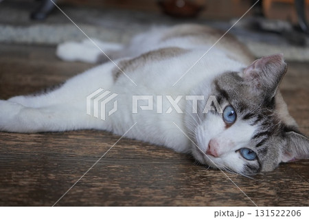 青い瞳のサクラネコ 131522206