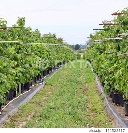 Raspberry canes growing in black pots and supported by a trellis system in long rows under an open sky, illustrating container or intensive farming. Raspberry canes growing in black pots and supported by a trellis system in long rows under an open sky, illustrating container or intensive farming. 131522317