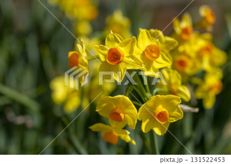 スイセン 131522453