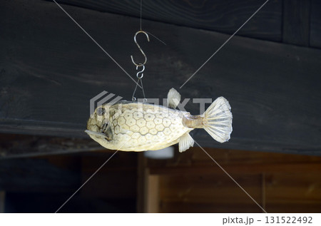 軒先のフグ 軒先のフグ 131522492