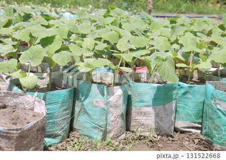 bottle gourd seedling on bag in farm for harvest 131522668