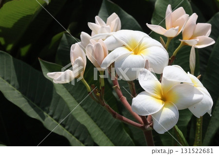 frangipani flower plant on farm frangipani flower plant on farm 131522681