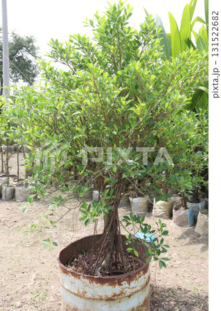 Ficus microcarpa tree plant on farm 131522682