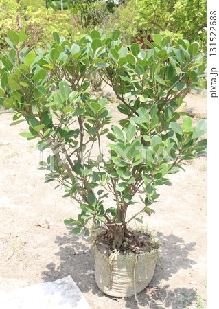 Ficus microcarpa tree plant on farm Ficus microcarpa tree plant on farm 131522688