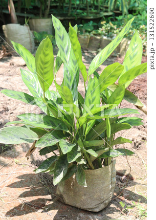 Calathea Leopardina plant on nursery for sell Calathea Leopardina plant on nursery for sell 131522690