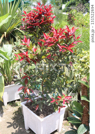 Eugenia leaf plant on nursery Eugenia leaf plant on nursery 131522694