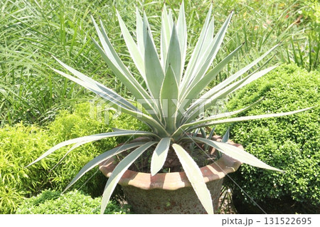 Agave angustifolia leaf plant on nursery Agave angustifolia leaf plant on nursery 131522695